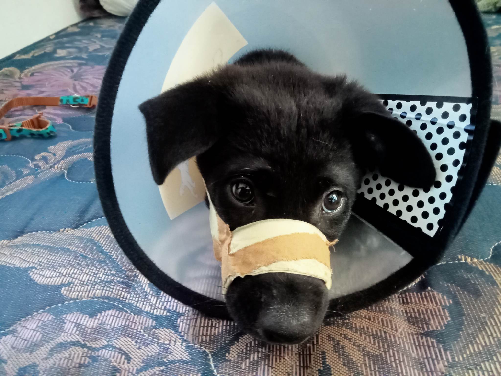 Chiko durante il percorso di cura dopo essere stato investito