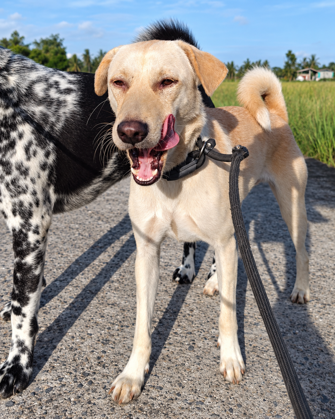 Un cane beige durante una passeggiata a Bali