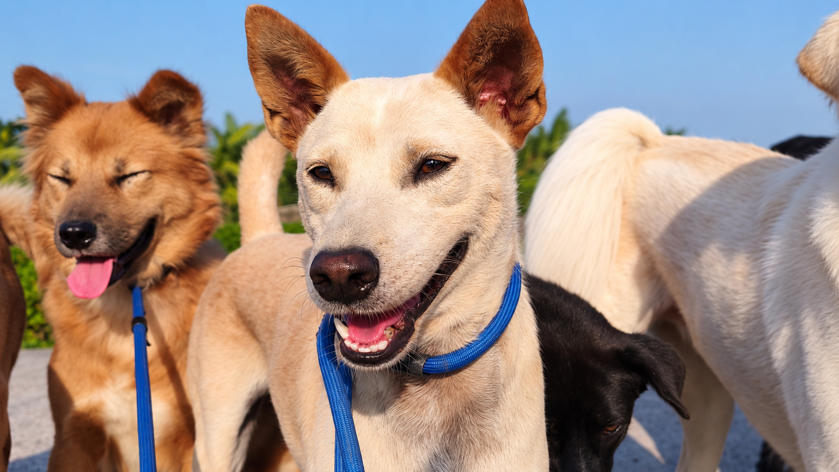 Un gruppo di cani sorridenti durante una passeggiata a Bali