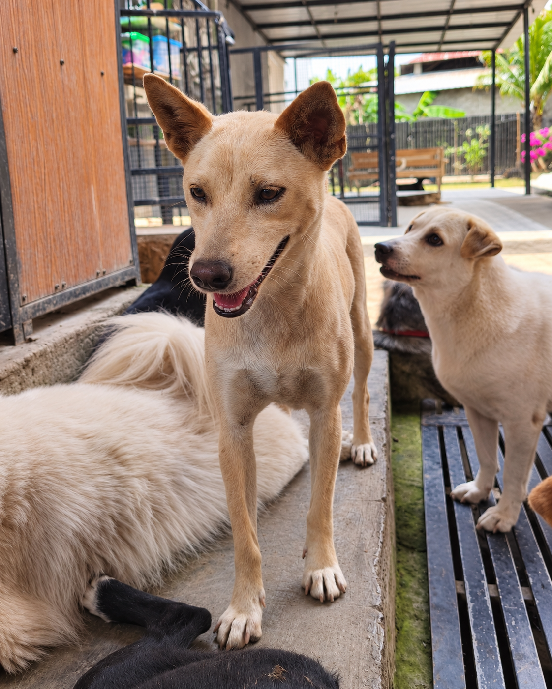 Due cani accolti nel rifugio