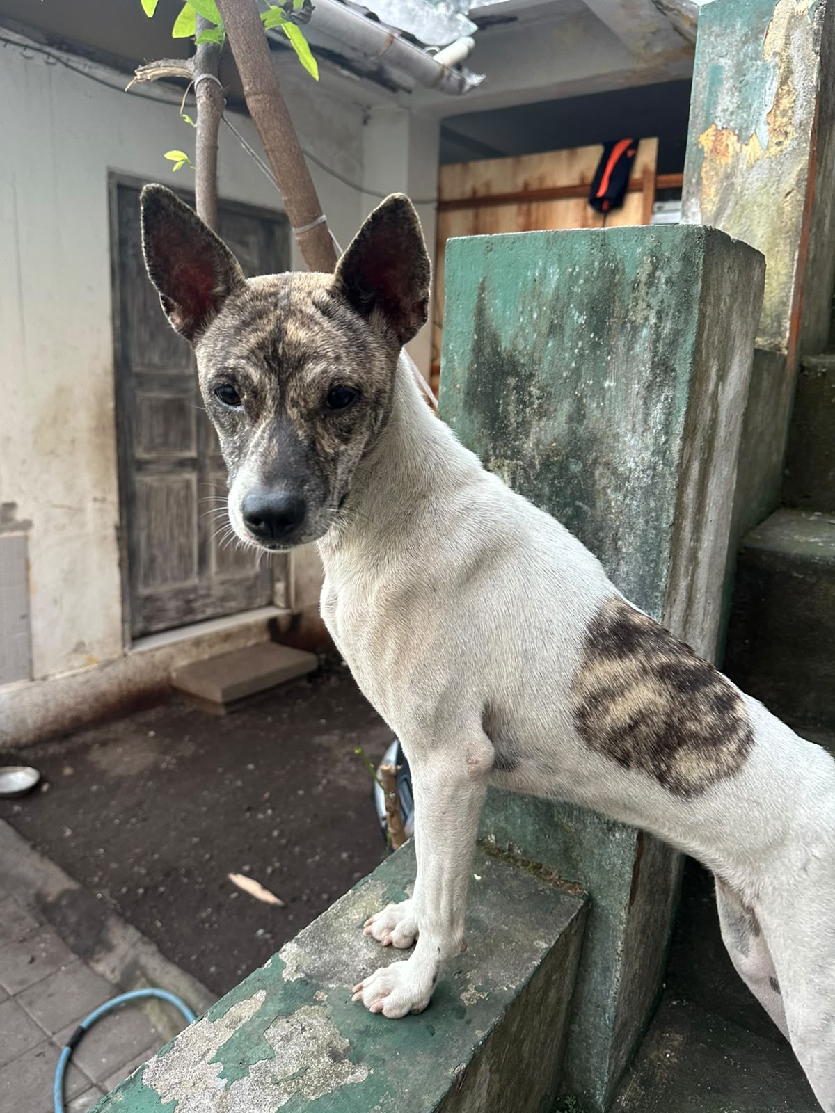 Kenzi, una delle cagnoline sostenute da One Tail One Love a Bali