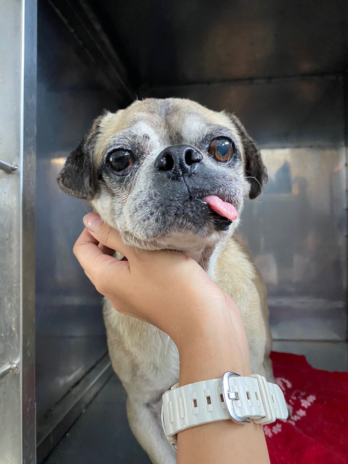 Un cane assistito durante un percorso di cura veterinaria