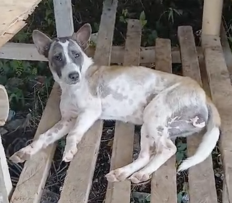 Un cane in condizioni di fragilità incontrato sul territorio